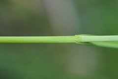 Carex sartwellii