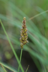 Carex sartwellii