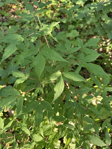Acer mandshuricum, photograph 5