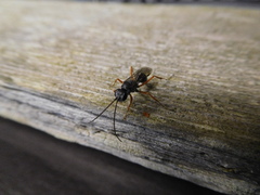 Auplopus mellipes