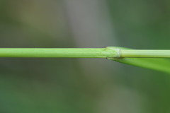 Carex sartwellii
