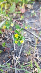 Trifolium dubium