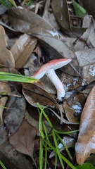 ニオイコベニタケ