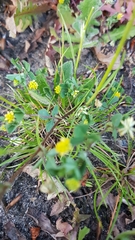 Trifolium dubium