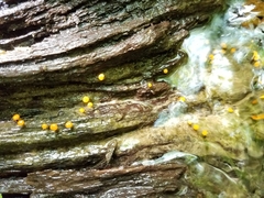 Vibrissea truncorum