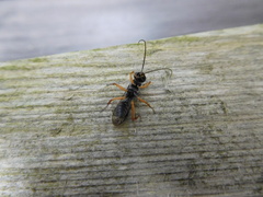 Auplopus mellipes