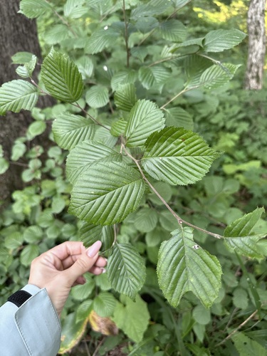 Image of Alniaria alnifolia by (c) Tatyana Petrenko, some rights reserved (CC BY)