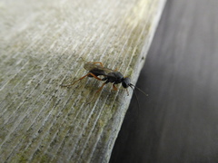Auplopus mellipes