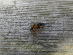 Auplopus mellipes