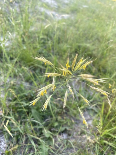Image of Bromus riparius by (c) Елена Патерикина, some rights reserved (CC BY)
