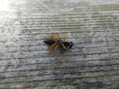 Auplopus mellipes
