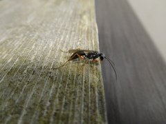 Auplopus mellipes
