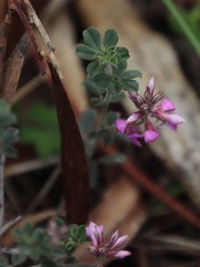 Indigofera mauritanica
