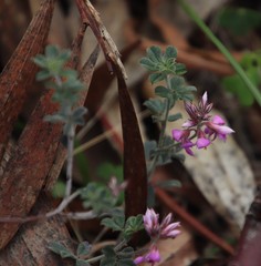Indigofera mauritanica