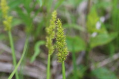 Carex conjuncta