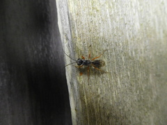 Auplopus mellipes