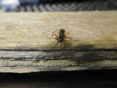 Auplopus mellipes