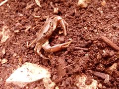 Pseudothelphusa dugesi