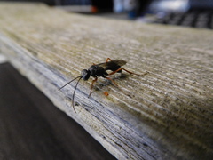 Auplopus mellipes