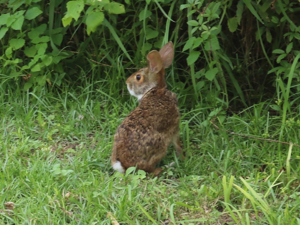 Alabama Swamp Rabbit Swamp Rabbit from Spanish Fort, AL, USA on June 9, 2024 at 03:21 PM by ...