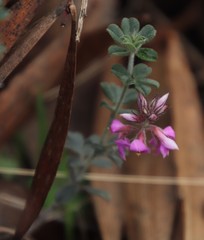 Indigofera mauritanica