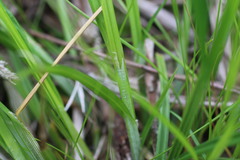 Carex conjuncta