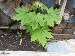 Acer platanoides