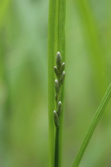 Carex tribuloides