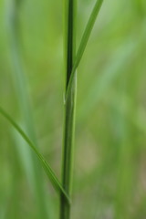Carex tribuloides