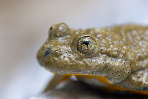 Yellow-bellied Toad