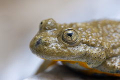 Yellow-Bellied Toad photo 1