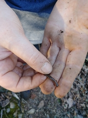 Eurycea multiplicata