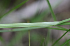 Carex normalis