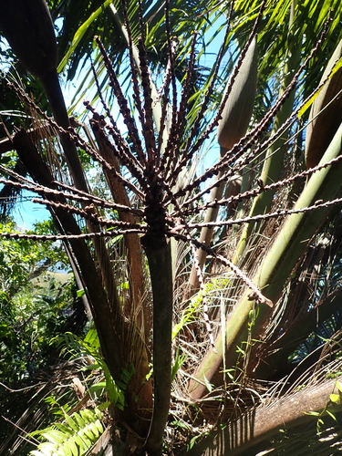 Image of Beccariophoenix madagascariensis by (c) Louis Aureglia, some rights reserved (CC BY)
