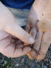 Eurycea multiplicata