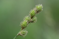 Carex normalis