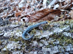 Plethodon ouachitae