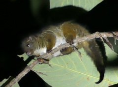 Reclusive Ringtail photo 4