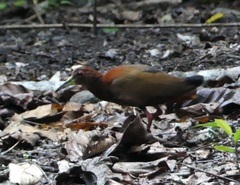 Bare-Eyed Rail photo 2