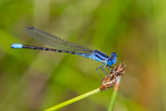 Argia alberta