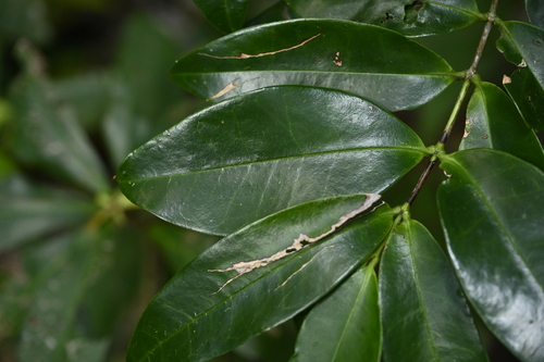 Memecylon lanceolatum, photograph 4