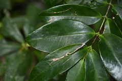 Memecylon lanceolatum, photograph (c) 曾昱承 Yu-Cheng Zeng, some rights reserved (CC BY)