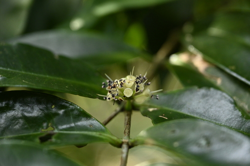 Memecylon lanceolatum, photograph 6