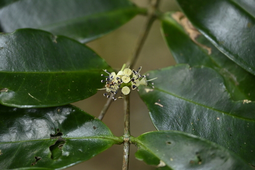 Memecylon lanceolatum, photograph 5
