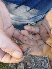Plethodon caddoensis