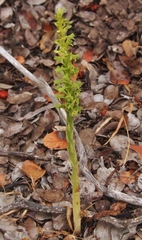 Platanthera michaelii