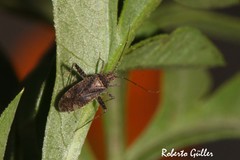 Phytocoris bonaeriensis
