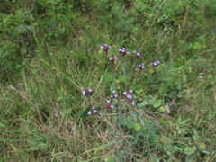 Verbena incompta