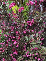 Weigela