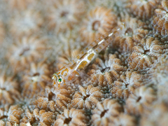 Leopard Goby photo 2